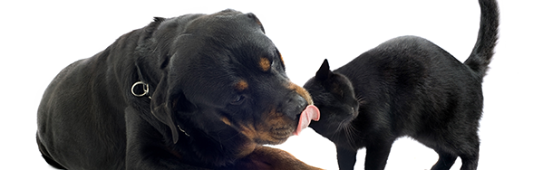 Northcliff Veterinary Hospital About Us