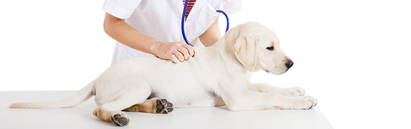 Northcliff Veterinary Hospital About Us